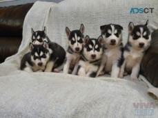 Beautiful Siberian Husky Puppies