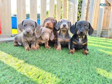 Dachshund puppies for sale