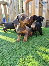 Dachshund puppies for sale