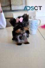 Beautiful yorkie puppies ready to go now