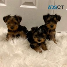Beautiful yorkie puppies ready to go now