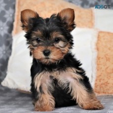 Beautiful yorkie puppies ready to go now