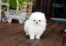 Georgios pomeranian puppies 