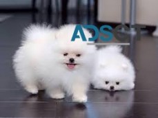 Georgios pomeranian puppies 