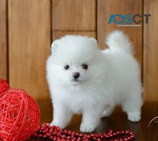 Georgios pomeranian puppies 