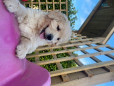 Fluffy And Gorgeous Golden Retriever