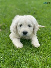 Beautiful Goldendoodle Pups