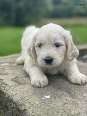 Beautiful Goldendoodle Pups