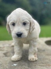 Beautiful Goldendoodle Pups