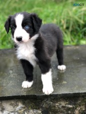 Bearded Collie Puppies