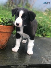 Bearded Collie Puppies