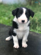 Bearded Collie Puppies