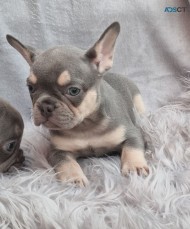 French Bulldog Puppies Kc Reg