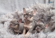 French Bulldog Puppies Kc Reg