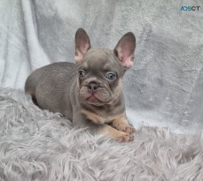 French Bulldog Puppies Kc Reg