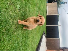 Golden Retriever Puppies 