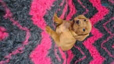 Golden Retriever Puppies 