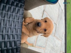 Golden Retriever Puppies 