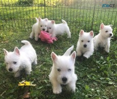West Highland White Terrier Puppies