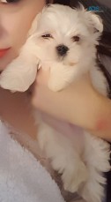 Maltese Puppies present!