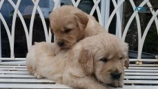 Golden retriever puppies!