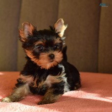 Yorkie Puppies For Sale