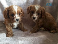 CAVA.POO PUP.PPIES AVAI.LABLE