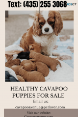 MALE/FEMALE CAVA.POO PUP.PPIES AVAILABLE