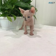 Cute Sphynx kitten for sale 