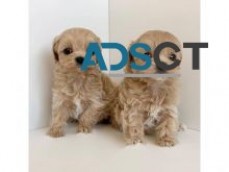 Well Trained Cavapoo Puppies For Rehomin