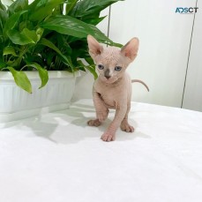 Adorable Sphynx kitten 