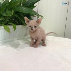 Adorable Sphynx kitten 