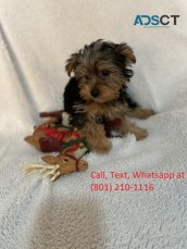 Cute Yorkshire Terrier Female