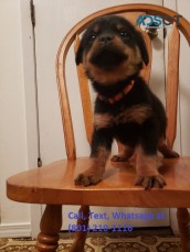  Rottweiler Puppy