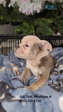 English Bulldog Puppy for Xmas