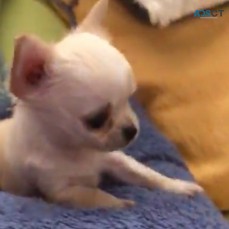 chihuahua puppies available and ready to