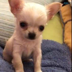 chihuahua puppies available and ready to