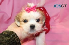 M/F Purebred Shih Tzu Puppies Ready!!