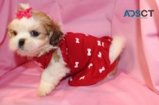 M/F Purebred Shih Tzu Puppies Ready!!