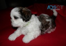 M/F Purebred Shih Tzu Puppies Ready!!