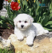 Adorable Bichon Frise Puppies