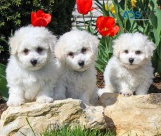 Adorable Bichon Frise Puppies