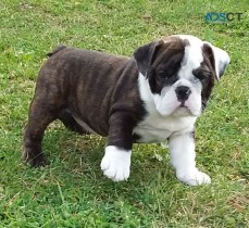 Beautiful English Bulldog Puppies