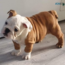 Beautiful English Bulldog Puppies