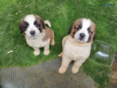 Saint Berdard Puppies for Sale