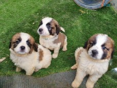 Saint Berdard Puppies for Sale